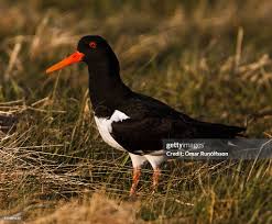 Attēlu rezultāti vaicājumam “Haematopus ostralegus”