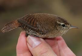 Attēlu rezultāti vaicājumam “Troglodytes troglodytes”