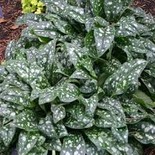 Image result for Pulmonaria Silverado