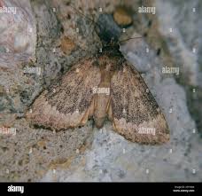 Attēlu rezultāti vaicājumam “Amphipyra perflua”