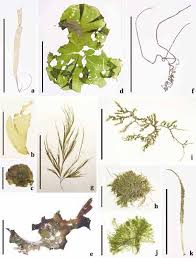 Attēlu rezultāti vaicājumam “Enteromorpha sp.”