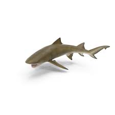 Image result for Negaprion brevirostris