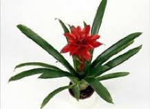 Картинки по запросу гусмания