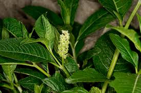 Attēlu rezultāti vaicājumam “Phytolacca acinosa leaf”