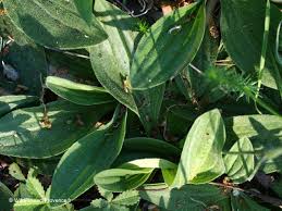 Attēlu rezultāti vaicājumam “Plantago media”