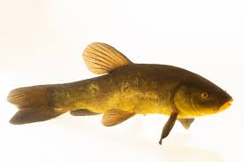 Image result for Tinca tinca