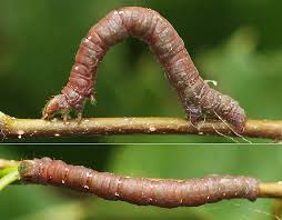 Attēlu rezultāti vaicājumam “Cabera pusaria”