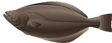 Image result for Reinhardtius hippoglossoides