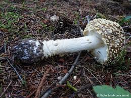 Attēlu rezultāti vaicājumam “Amanita regalis”