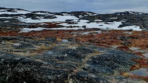 Image result for Ildblomkarse