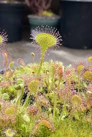 Attēlu rezultāti vaicājumam “Drosera rotundifolia”