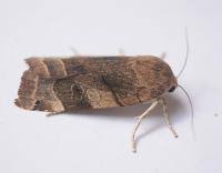 Attēlu rezultāti vaicājumam “Noctua fimbriata imago”