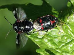 Attēlu rezultāti vaicājumam “Eurydema oleracea”