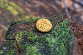 Attēlu rezultāti vaicājumam “Scleroderma citrinum”