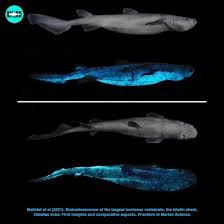 Image result for Dalatias licha