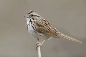 Image result for Melospiza melodia