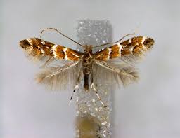 Attēlu rezultāti vaicājumam “Cameraria ohridella”