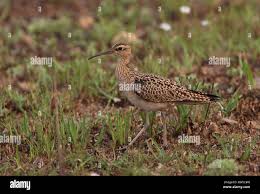 Image result for Numenius minutus