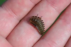 Attēlu rezultāti vaicājumam “Silpha obscura larva”