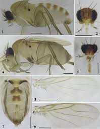 Attēlu rezultāti vaicājumam “Phoridae”