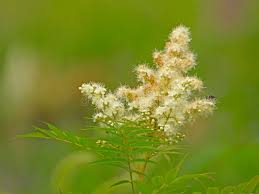 Attēlu rezultāti vaicājumam “Sorbaria sorbifolia fruit”