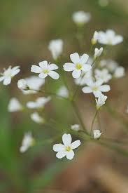 Attēlu rezultāti vaicājumam “Arenaria procera”