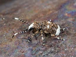 Attēlu rezultāti vaicājumam “Platystomos albinus”