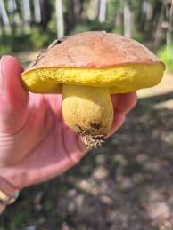 Attēlu rezultāti vaicājumam “Physarum viride var. aurantium”