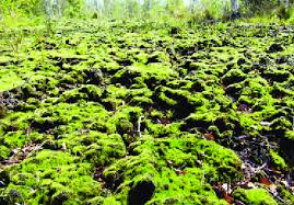 Attēlu rezultāti vaicājumam “Campylopus introflexus”