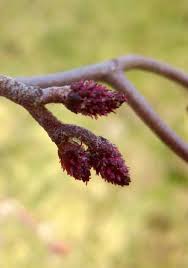 Attēlu rezultāti vaicājumam “Alnus incana female flower”