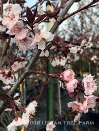Attēlu rezultāti vaicājumam “Prunus cerasifera”