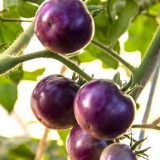 Afbeeldingsresultaat voor dark purple beefsteak tomato