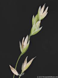 Attēlu rezultāti vaicājumam “Poa remota bud”