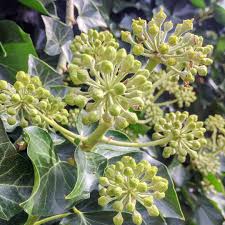 Attēlu rezultāti vaicājumam “Hedera helix  flower”