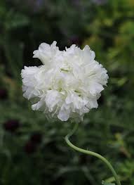 Image result for Papaver somniferum White Cloud