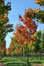 Attēlu rezultāti vaicājumam “Acer platanoides leaf”