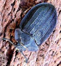 Attēlu rezultāti vaicājumam “Peltis grossa”