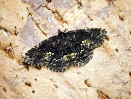 Attēlu rezultāti vaicājumam “Parascotia fuliginaria”