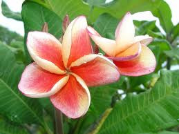 Attēlu rezultāti vaicājumam “Populus x jackii flower”