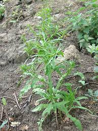 Attēlu rezultāti vaicājumam “Rumex maritimus fruit”