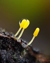 Attēlu rezultāti vaicājumam “Stemonitis lignicola macro”