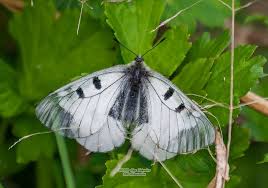 Attēlu rezultāti vaicājumam “Parnassius mnemosyne”