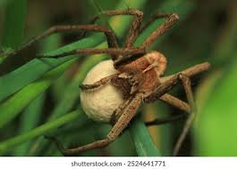 Attēlu rezultāti vaicājumam “Neriene montana”