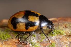 Attēlu rezultāti vaicājumam “Coccinella hieroglyphica”