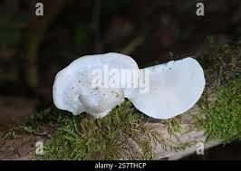 Attēlu rezultāti vaicājumam “Tyromyces chioneus”