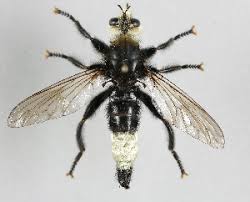 Attēlu rezultāti vaicājumam “Laphria gibbosa”