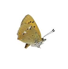 Attēlu rezultāti vaicājumam “Lycaena virgaureae”