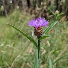 Attēlu rezultāti vaicājumam “Centaurea jacea fruit”