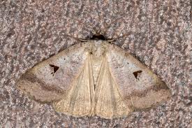 Attēlu rezultāti vaicājumam “Lygephila pastinum”