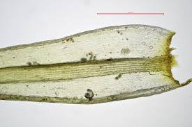 Attēlu rezultāti vaicājumam “Racomitrium heterostichum”